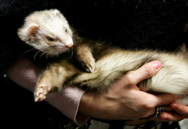 Malmö calls in team of ferrets to weed out rats ahead of Eurovision