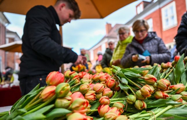 Potsdam Tulip festival stall