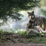 Reader question: Do I need to worry about wolves and bears in the French countryside?