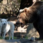 Reader question: Are bears and wolves a threat in Germany?