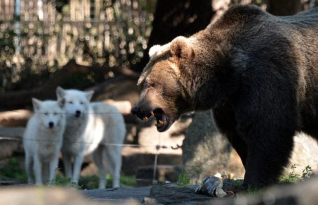 Reader question: Are bears and wolves a threat in Germany?