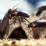 ‘Mutant cockroaches’: Why Spain’s rising temperatures make them multiply