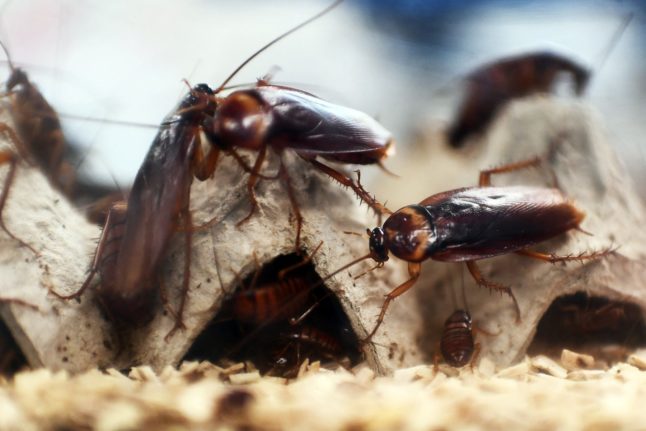 ‘Mutant cockroaches’: Why Spain’s rising temperatures make them multiply