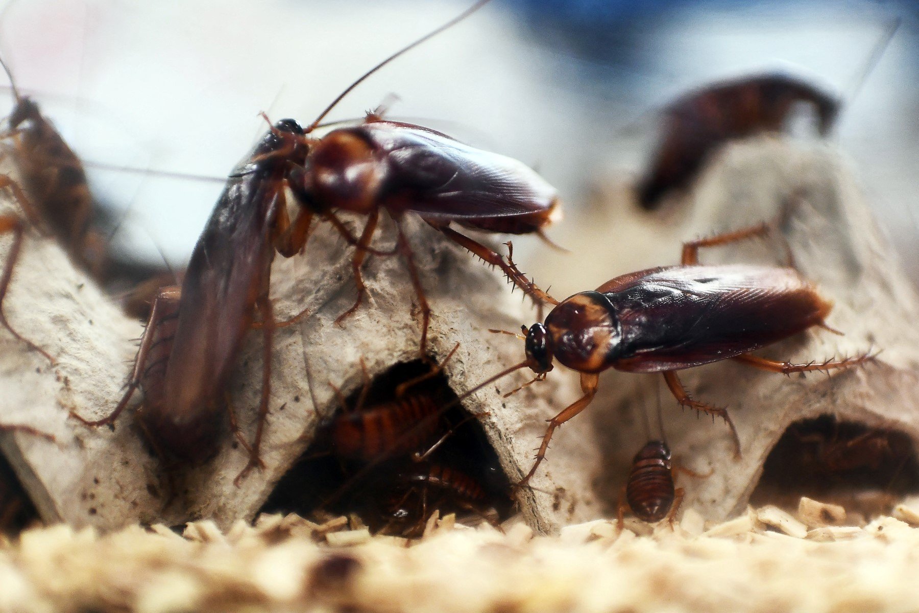 'Mutant cockroaches': Why Spain's rising temperatures make them multiply thumbnail