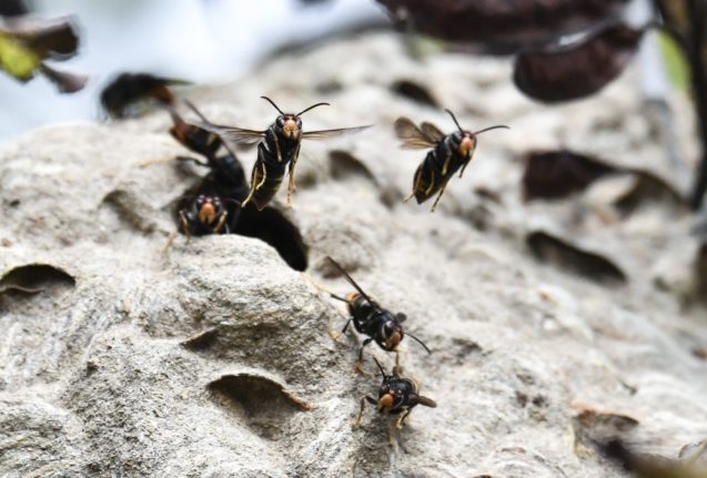 Asian hornets flying away from their nest