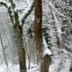 Fresh snowfall expected in parts of Germany