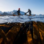 How two women in Norway aim to bring seaweed to new heights in Europe
