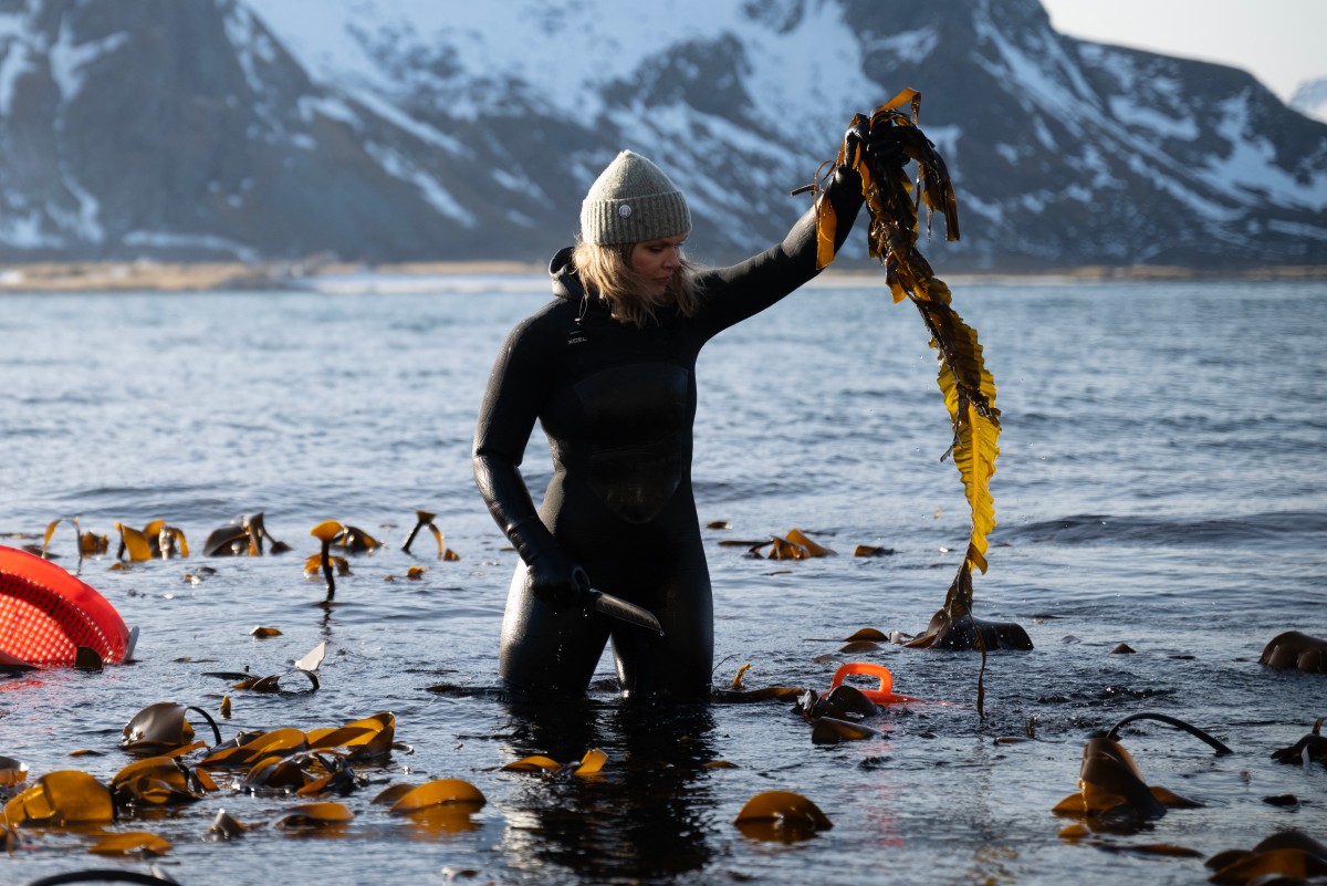 Norwegian Co-Founder of "Lofoten Seaweed" Angelita Eriksen picks up Winged Kelp seaweeds in knee deep water. 
