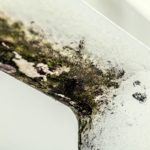 Mould at home: What rights do you have as a tenant in Norway?