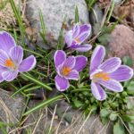 Reader photo of the week: Sweden’s first spring flowers