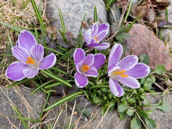 Reader photo of the week: Sweden's first spring flowers