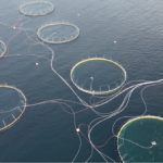 Dying salmon worry Norway’s giant fish-farm industry