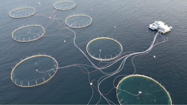Dying salmon worry Norway's giant fish-farm industry