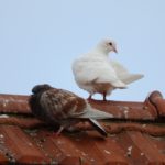 Pigeon poo and foul odours: How you can get rent reductions in Switzerland