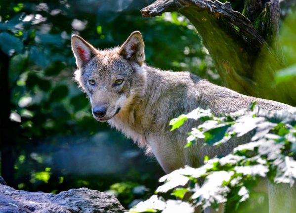 Explained: How likely are you to get attacked by a wolf in Sweden?