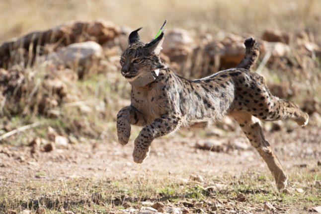 Spain's endangered Iberian lynx population doubles in three years