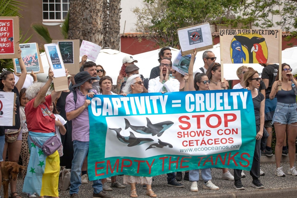 In Images: Tenerife protesters call for marine theme park to 'empty the tanks' thumbnail