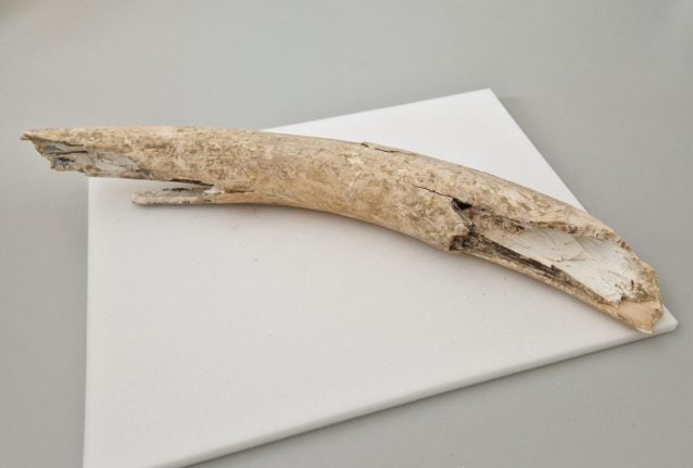 Worker finds mammoth tusk in gravel pit in Denmark