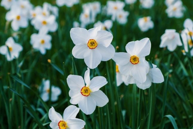 Where are the best places in Switzerland for the spectacular white daffodil season?