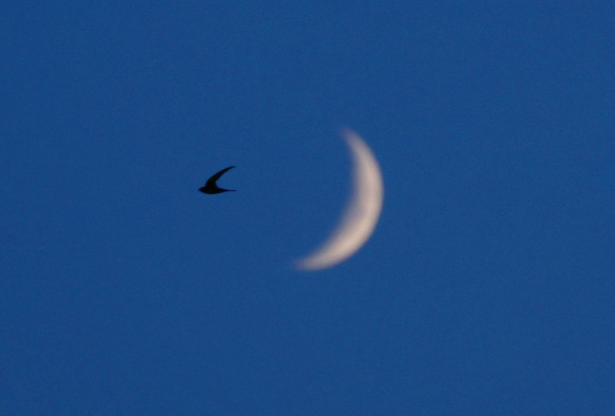 A swallow in the night sky.