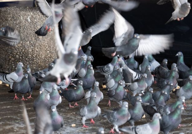 Why a German town has held a referendum on pigeons