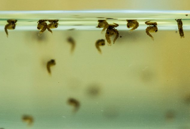 Southern Germany sees explosion of mosquitos after floods