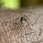 How serious is the threat from dengue fever in France?