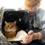 ‘Our cats escaped’: Americans on travelling to Spain with their pets