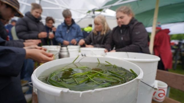 Danish underwater gardeners plant eelgrass to save 'dead' Vejle Fjord