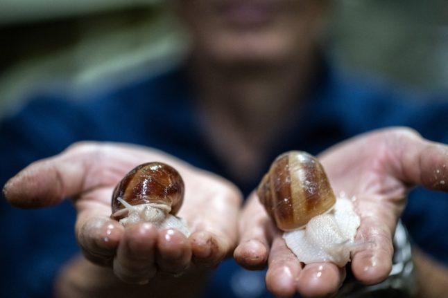 Japanese man, 76, discovers secret to farming French snails