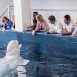 Two beluga whales evacuated to Spain from war-torn Ukraine