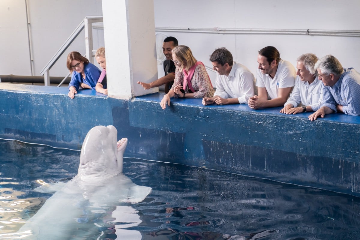 Two beluga whales evacuated to Spain from war-torn Ukraine thumbnail