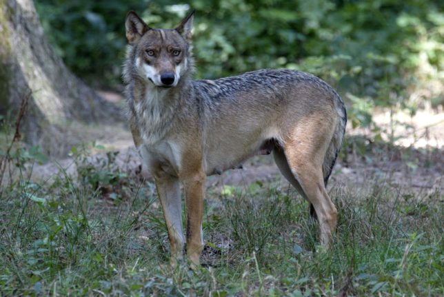 Wolf attack at French zoo leaves woman fighting for life