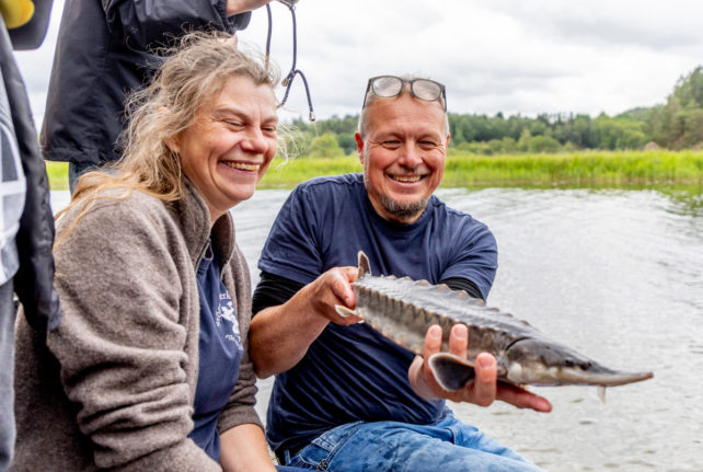 Sweden releases 100 sturgeons in bid to bring extinct fish back to its rivers