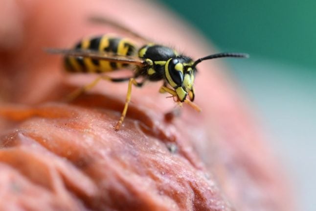 Can you really be fined for killing wasps in Germany?