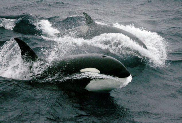 Why do orcas keep attacking boats off the coast of Spain?
