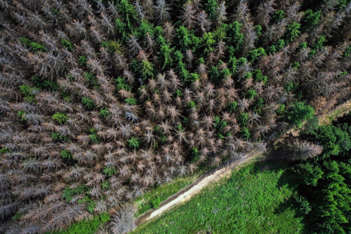 dying Beech trees