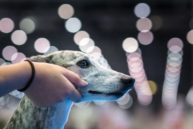 A dog waits to compete during the World Dog Show in August, 2023 in Geneva