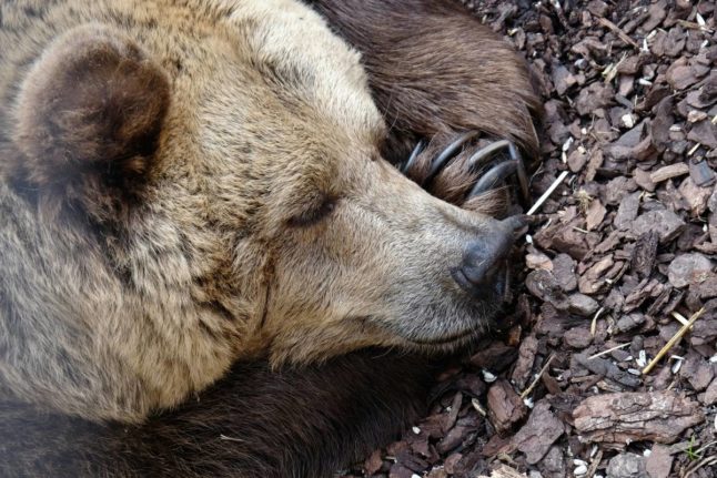 Why Sweden wants you to collect bear poo