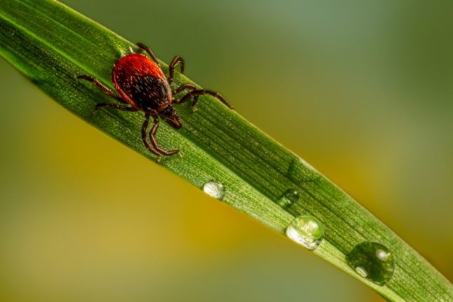 How to protect yourself against the risk of Lyme disease in Norway this summer