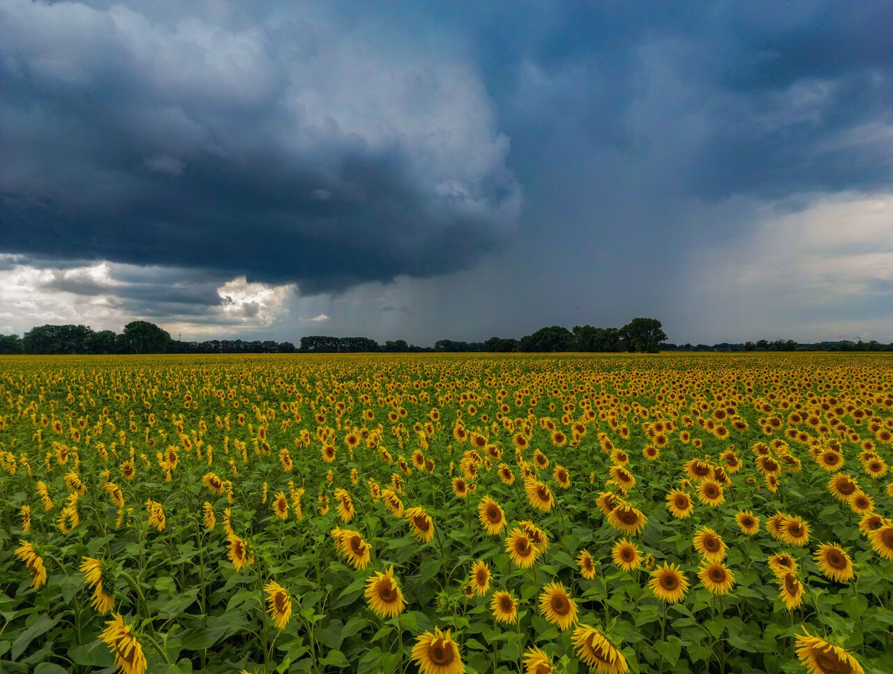 Dark clouds over a sunflower field in Beeskow, Brandenburg.