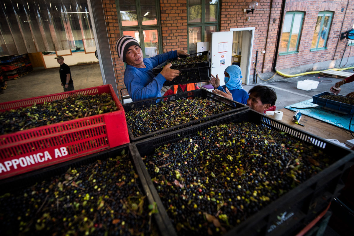 Swedish Migration Agency won't fight court over berry pickers