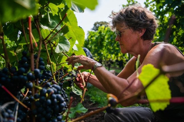 'We need to figure it out ourselves': Sweden seeks to be winemaking's next frontier