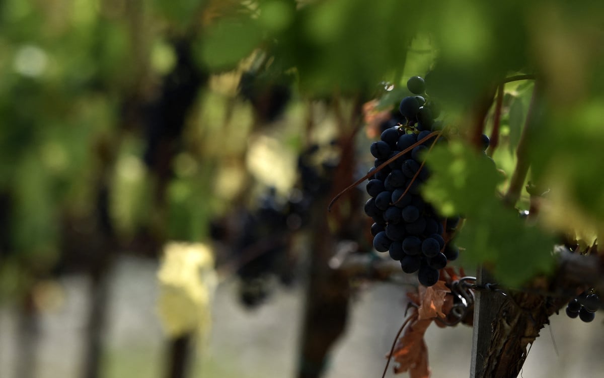 Grapes pictured in a vineyard in Greve in Chianti, near Florence