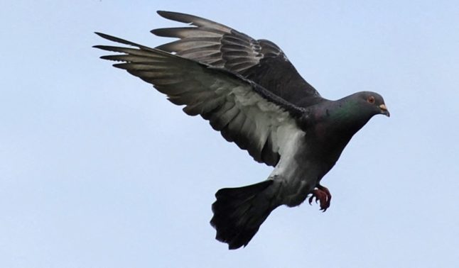 French city to use 'contraceptive lofts' in bid to halve pigeon population