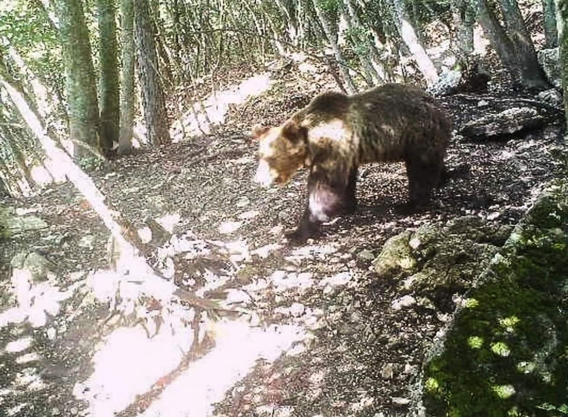 A handout picture of a brown bear released by the Italian State Forestry Corps.
