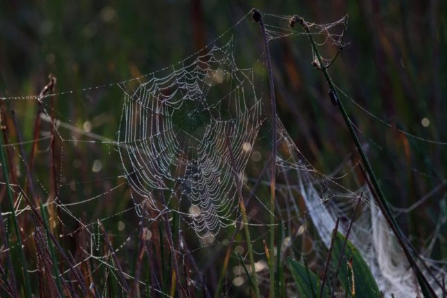 How dangerous is Italy’s ‘violin spider’?