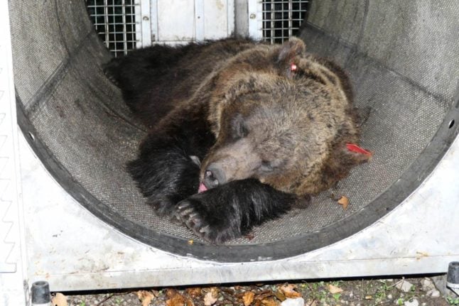What you should know about bears in Italy and the chances of encountering one