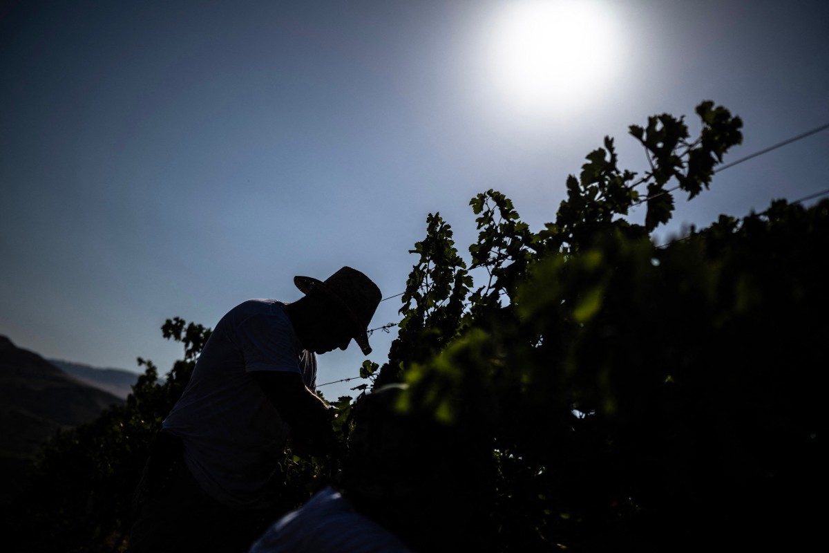 A man pictured during harvest of Merlot grapes in vineyards of Contessa Entellina, south-west Sicily in August 2024