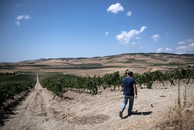 Agronomist Giuseppe Milano walks across a vineyard during harvest in Contessa Entellina, south-west Sicily in August 2024